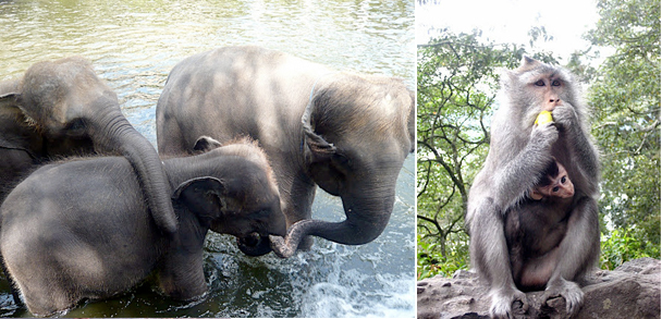 bali elephants and monkeys